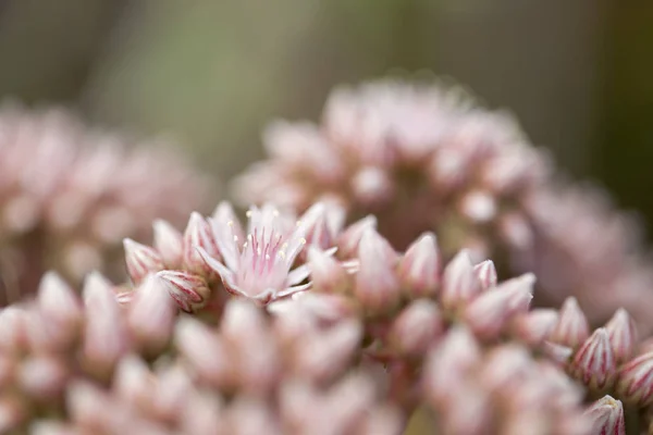 Flora de Gran Canaria - capullos rosados de planta suculenta Aeonium — Foto de Stock