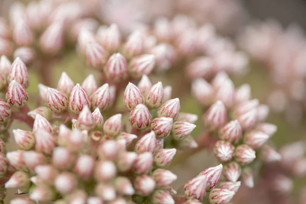 Флора Гран-Канарии - розовые почки сочного растения Aeonium — стоковое фото