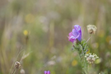 Gran Canaria florası - çiçekli Echium plantagineum