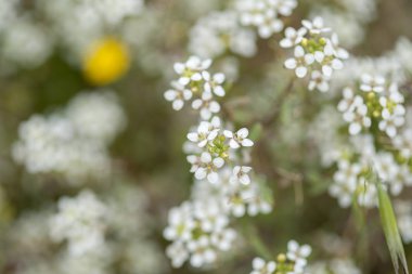 Gran Canaria - Lobularia canariensis florası