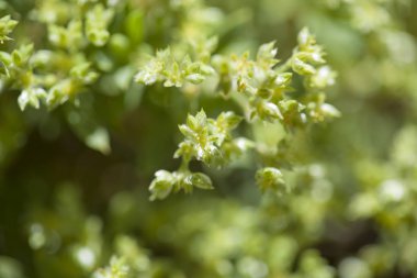 Flora of Gran Canaria -  Paronychia canariensis clipart