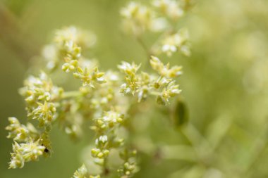Gran Canaria Flora - Paronychia canariensis