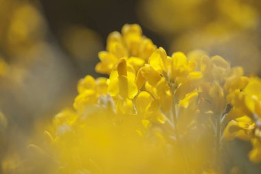 Gran Canaria Flora - Genista microphylla çiçekleri