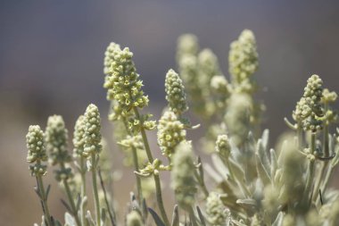 Gran Canaria - Sideritis dasygnaphala florası