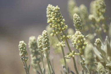 Gran Canaria - Sideritis dasygnaphala florası