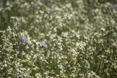 Gran Canaria Flora - Raphanus raphanistrum