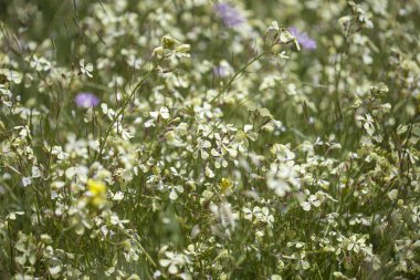 Gran Canaria Flora - Raphanus raphanistrum