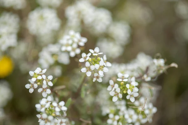 Флора Гран-Канарія - Lobularia canariensis — стокове фото