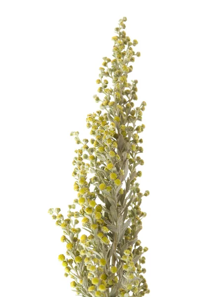 Flora di Gran Canaria - Artemisia thuscula — Foto Stock