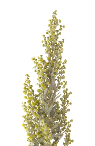 Gran Canaria Flora - Artemisia thuscula — Stok fotoğraf