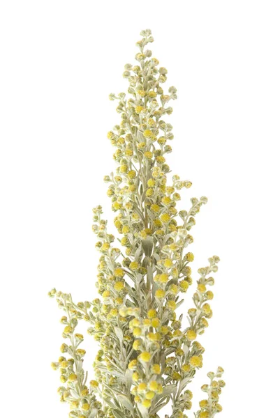 Flora di Gran Canaria - Artemisia thuscula — Foto Stock