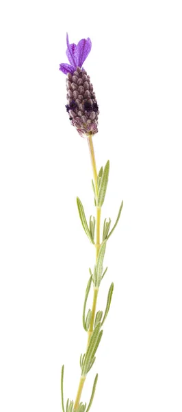 Flora von Gran Canaria - Lavendel — Stockfoto