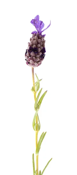 大加那利岛的植物 - 拉文德花序 — 图库照片