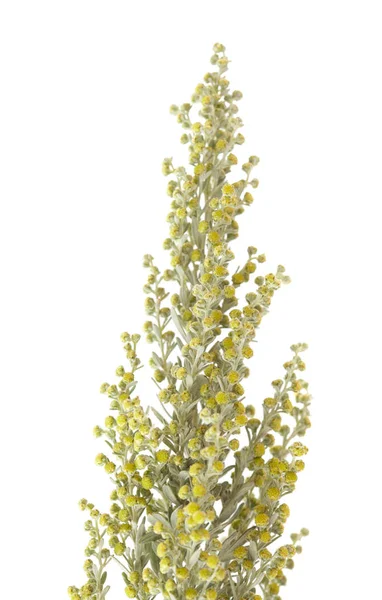 Флора Гран-Канария - Artemisia thuscula — стоковое фото