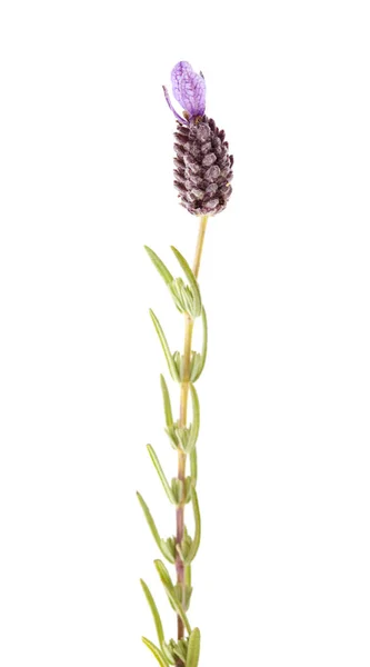 Flora de Gran Canaria - inflorescencias de lavanda —  Fotos de Stock