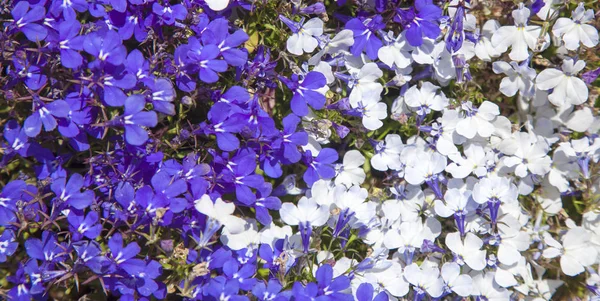 Deux couleurs de fond lobelia — Photo