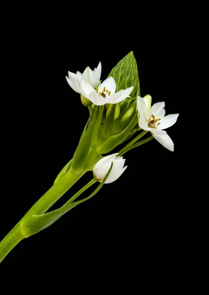 สีขาว Ornithoginum ดอกไม้พุ่งขึ้น — ภาพถ่ายสต็อก