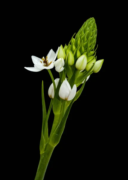 Fehér ornithogalum virágzó tüske — Stock Fotó