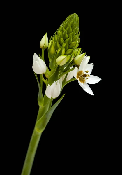 Vit Ornithogalum blommande Spike — Stockfoto