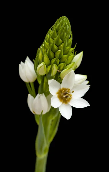 Fehér ornithogalum virágzó tüske — Stock Fotó