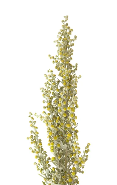 Флора Гран-Канария - Artemisia thuscula — стоковое фото