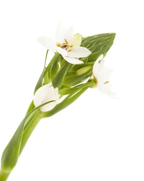 Белый орнитогалум цветущий — стоковое фото