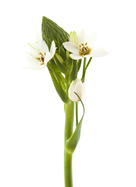 White Ornithogalum flowering spike — Stock Photo, Image