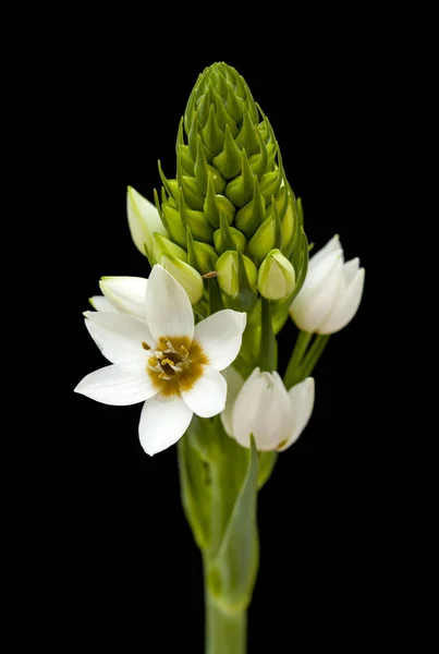 Fehér ornithogalum virágzó tüske — Stock Fotó