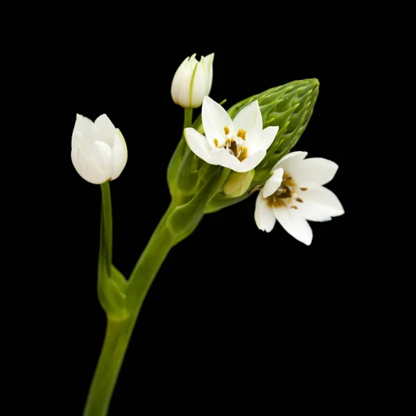 Fehér ornithogalum virágzó tüske — Stock Fotó