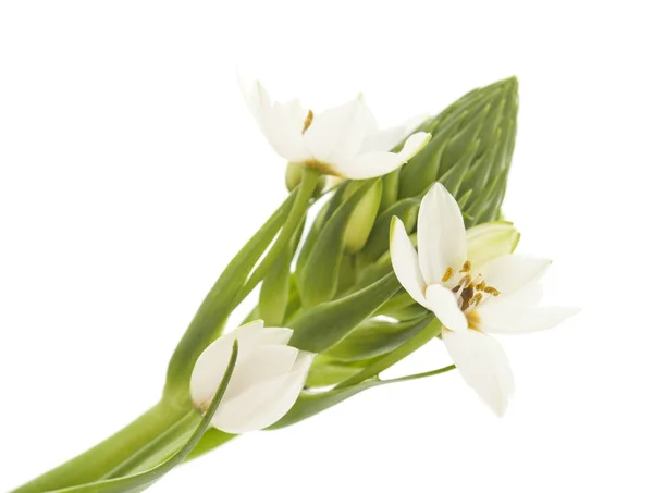 Weiße Ornithogalum-Blütenspitze — Stockfoto