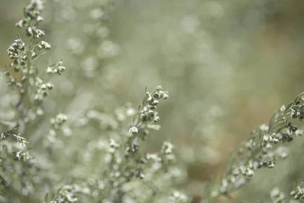 Flora de Gran Canaria - Artemisia thuscula — Fotografia de Stock