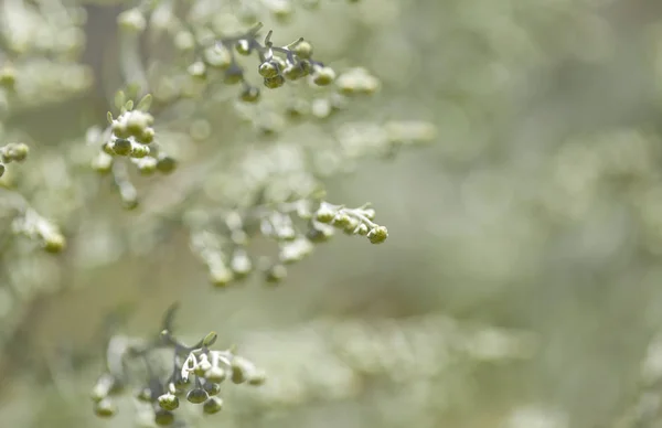 Flora Gran Canaria-Artemisia thuscula — Zdjęcie stockowe