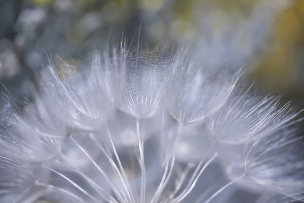 Flora de Gran Canaria - cabeça de semente salsify — Fotografia de Stock