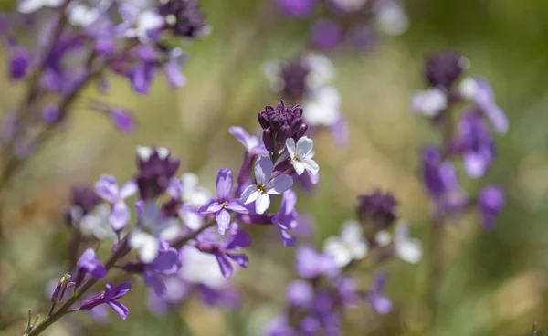 Flora de Gran Canaria - Erysimum albescens —  Fotos de Stock