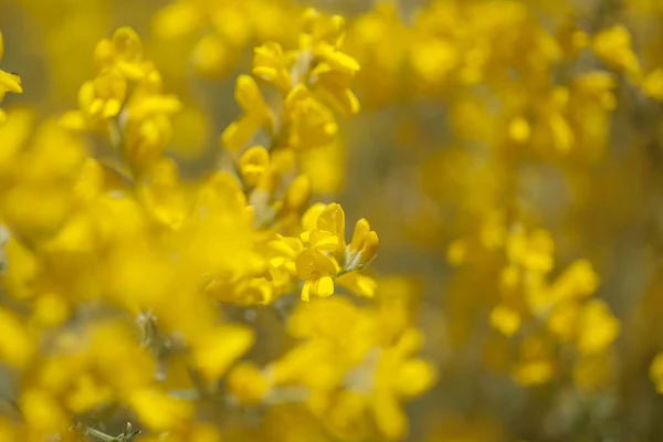 Gran Canaria növényvilága-Genista microphylla virágai — Stock Fotó