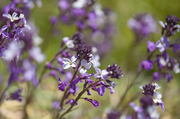 大加那利岛-Erysimum albescens 的植物区系 — 图库照片