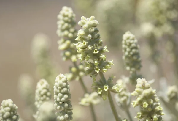 Flora de Gran Canaria - Sideritis dasygnaphala — Foto de Stock