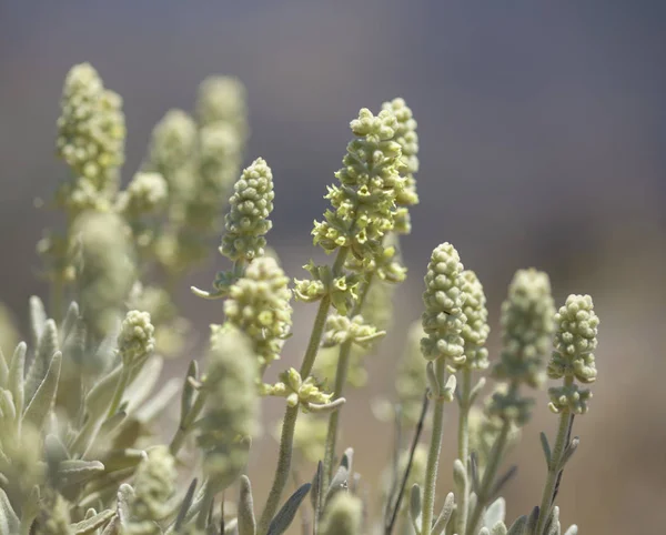 Флора Гран-Канарии - Sideritis dasygnaphala — стоковое фото