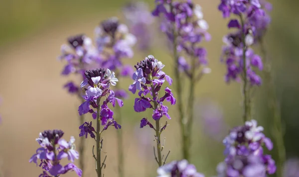 大加那利岛-Erysimum albescens 的植物区系 — 图库照片