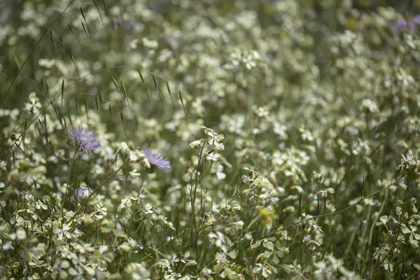 Gran Canaria Flora - Raphanus raphanistrum