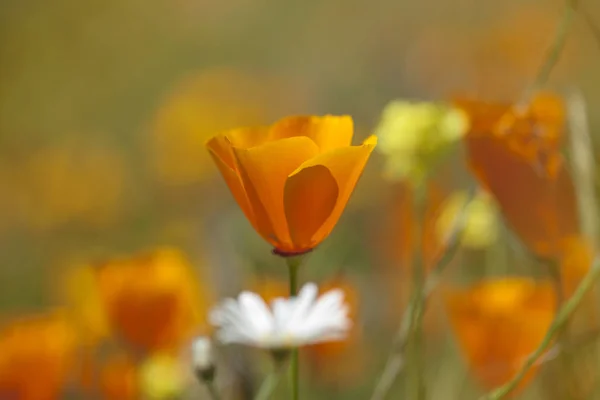 Flora of Gran Canaria - Eschscholzia californica — Stock Photo, Image