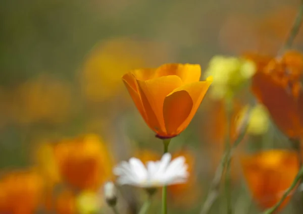 Flora of Gran Canaria - Eschscholzia californica — Stock Photo, Image