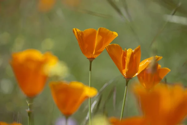 Flora of Gran Canaria - Eschscholzia californica — Stock Photo, Image