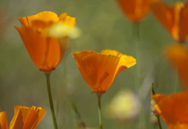 Gran Canaria - Eschscholzia californica florası
