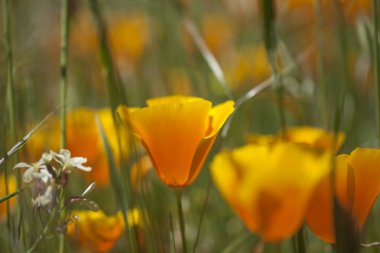 Gran Canaria - Eschscholzia californica florası