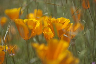 Gran Canaria - Eschscholzia californica florası
