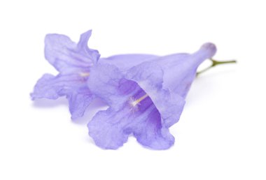 flowers of Jacaranda