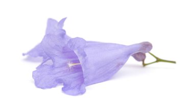 flowers of Jacaranda