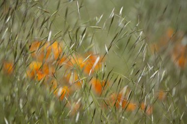 Gran Canaria - Eschscholzia californica florası