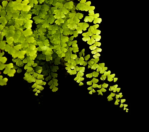 Delta maidenhair Fern izolovaná na černém — Stock fotografie